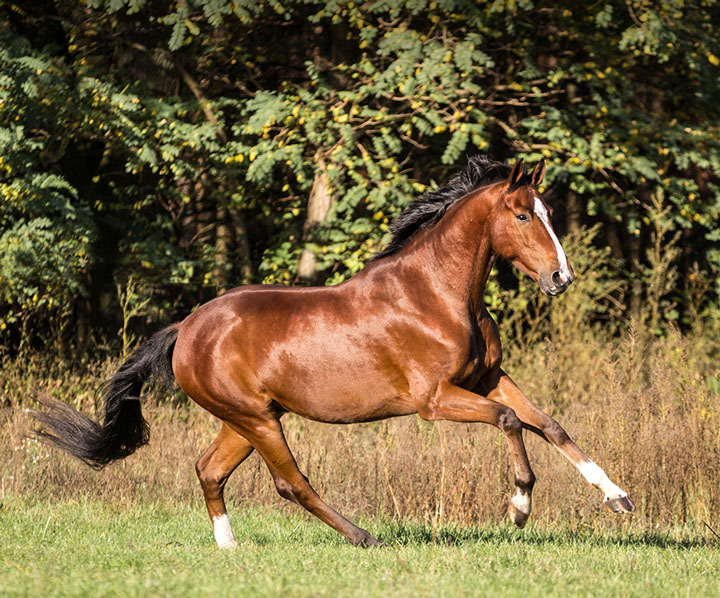 Body Condition Scoring determines whether the horse is thin, normal or fat. This allows important conclusions to be drawn about feeding.